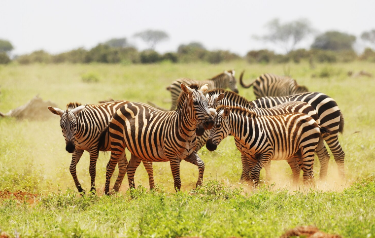 Wildlife & Safari