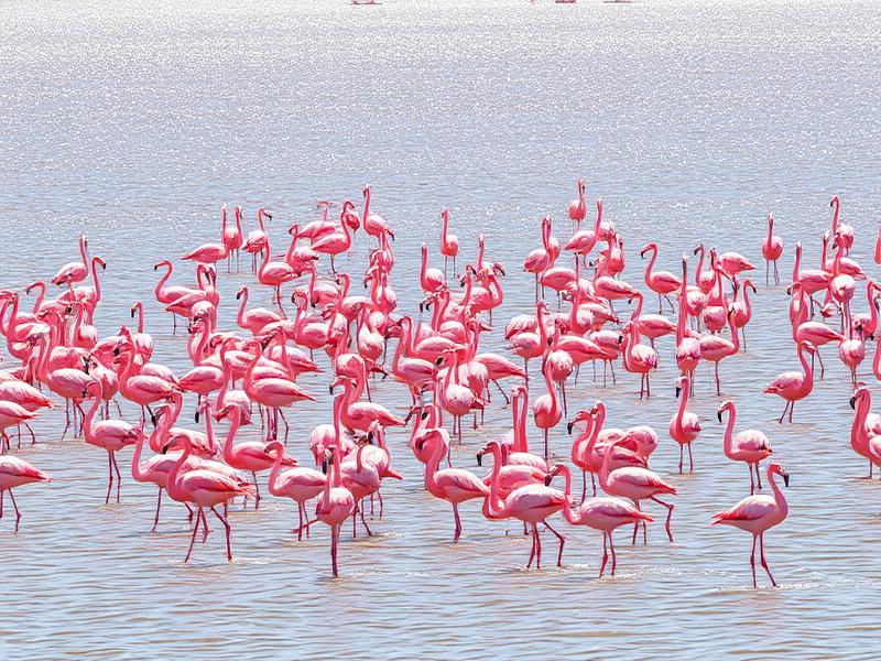 Lake Nakuru
